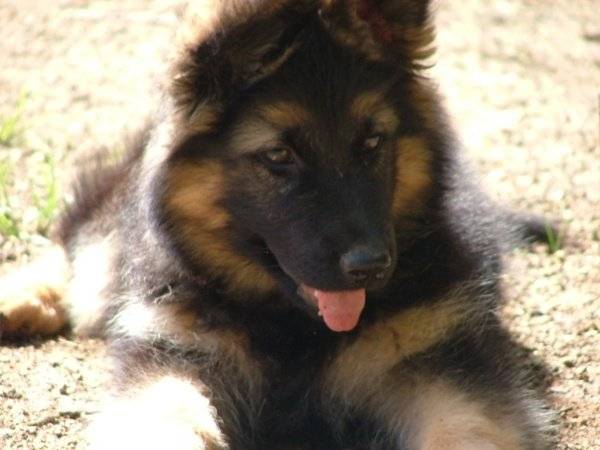 BB Sultan - Berger Allemand Mâle (7 mois)