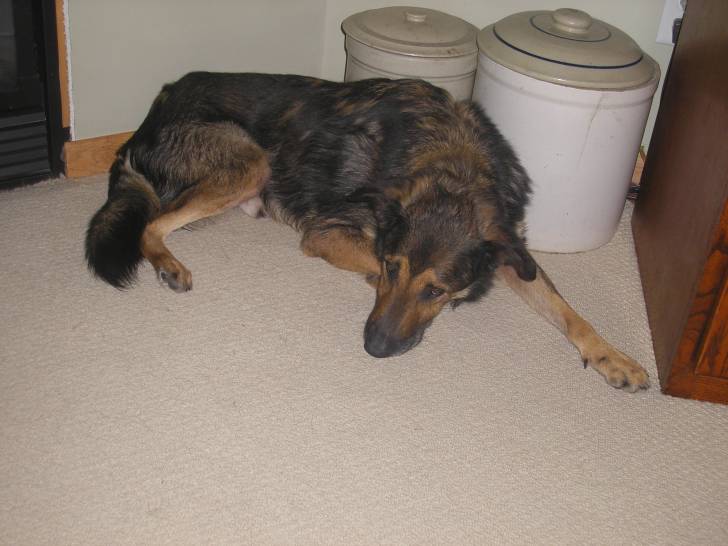 niko - Berger Allemand Mâle (13 ans)