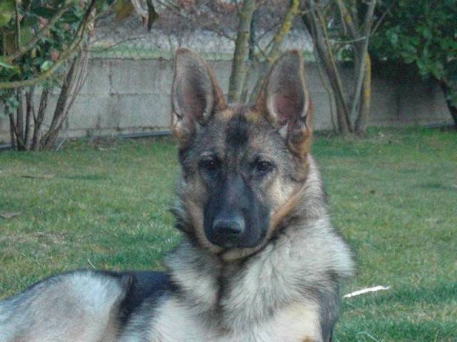 Dubaï - Berger Allemand (8 mois)