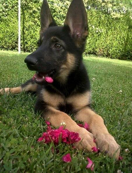 Jack - Berger Allemand Mâle (3 mois)
