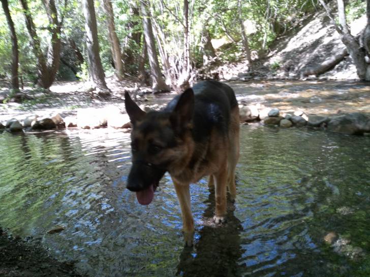 Sam the Wet - Berger Allemand Mâle (3 ans)