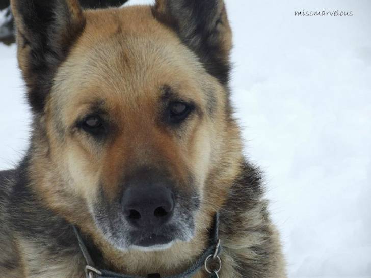 Dash - Berger Allemand Mâle (10 ans)