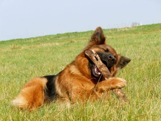abby - Berger Allemand (1 an)