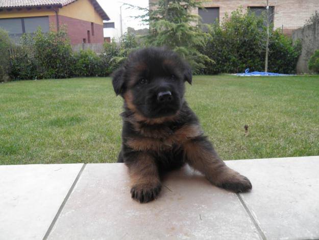 Perdi - Berger Allemand