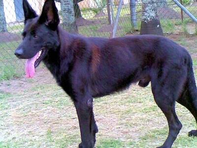 Loki 2 - Berger Allemand Mâle (2 ans)
