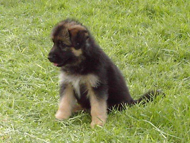 maya - Berger Allemand (1 an)