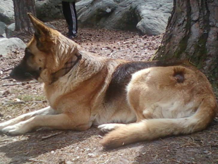 lilas - Berger Allemand (8 ans)