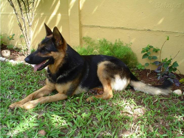 Cooper - Berger Allemand Mâle (7 mois)