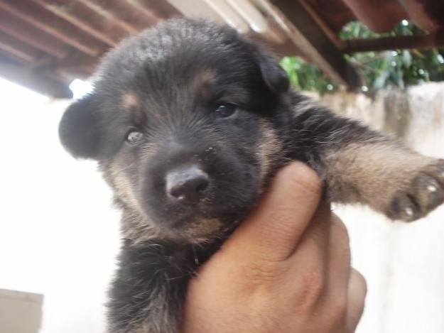 oxi - Berger Allemand Mâle (2 mois)