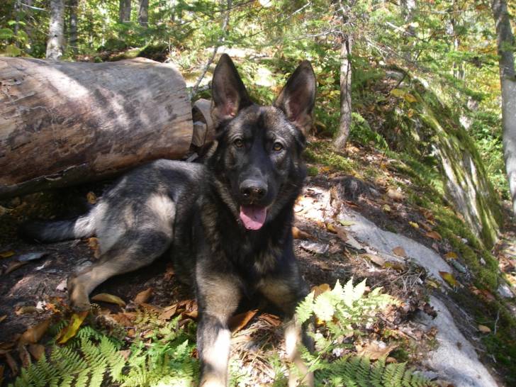 Zed - Berger Allemand Mâle (2 ans)