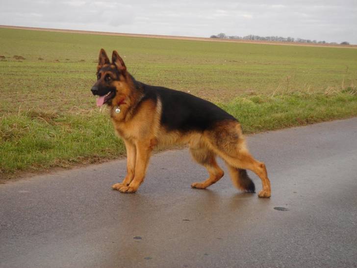 LUKY - Berger Allemand Mâle (3 ans)