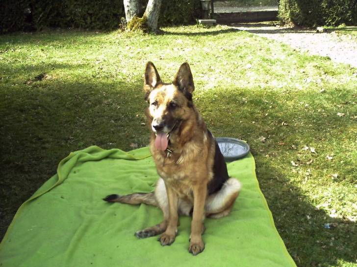 gina - Berger Allemand (8 ans)