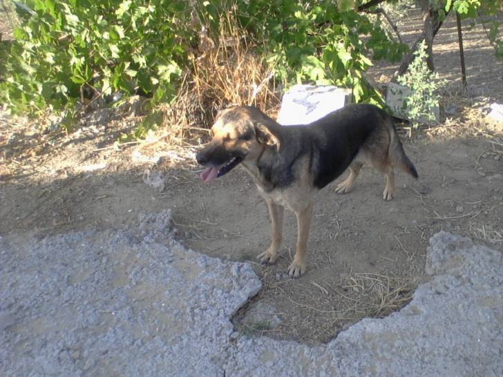 luna - Berger Allemand (3 ans)