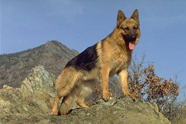 Faro - Berger Allemand Mâle (8 ans)