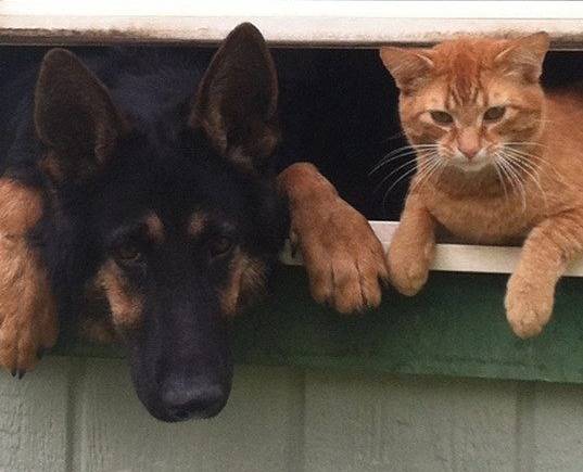 2 amis - Berger Allemand Mâle (1 an)
