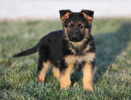 luna - Berger Allemand (6 mois)