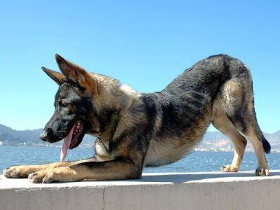 Louki (maintenant) - Berger Allemand Mâle (2 ans)