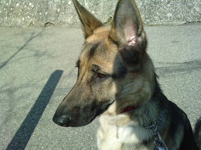Eden - Berger Allemand (1 an)