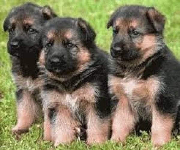 Bébé Berger allemand - Berger Allemand (1 mois)