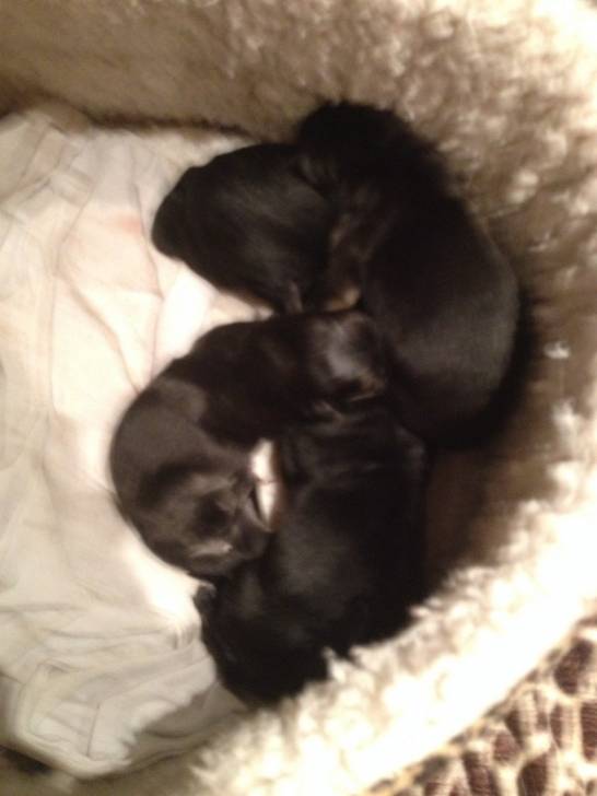 Lexi first 4 pups - Berger Allemand