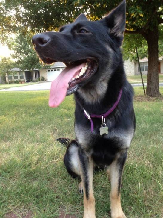 Tokara - Berger Allemand (2 ans)