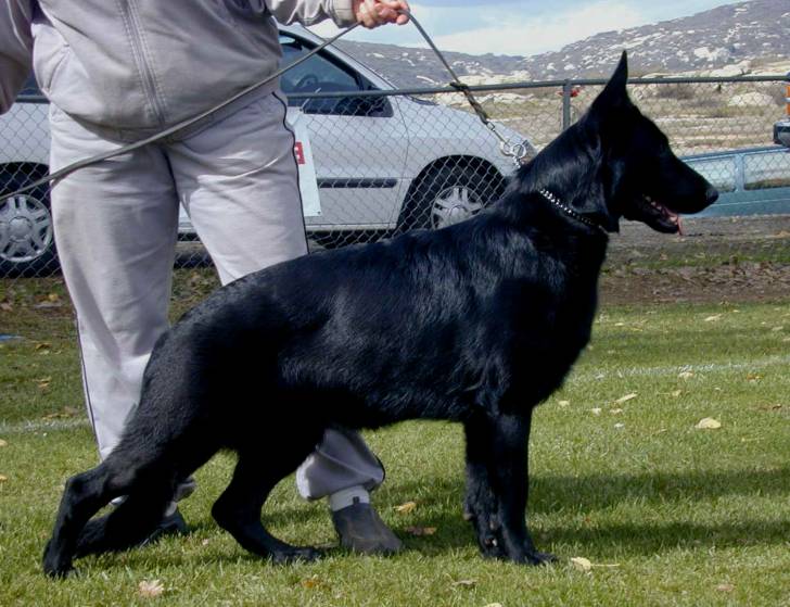 Chemuch - Berger Allemand Mâle (2 ans)
