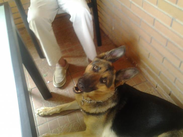 Yirka - Berger Allemand (2 ans)
