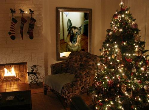 Clan et Noël - Berger Allemand Mâle (6 ans)