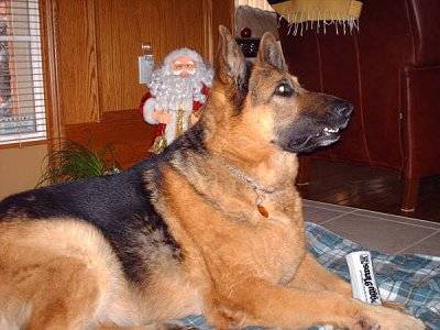 Bobo - Berger Allemand Mâle (13 ans)