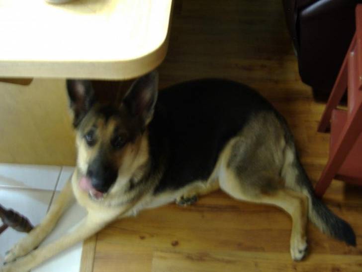 Jay - Berger Allemand Mâle (5 ans)