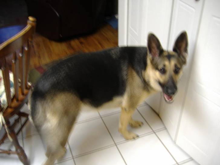Jay - Berger Allemand Mâle (5 ans)
