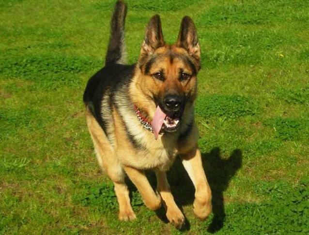 Sisi - Berger Allemand (4 ans)