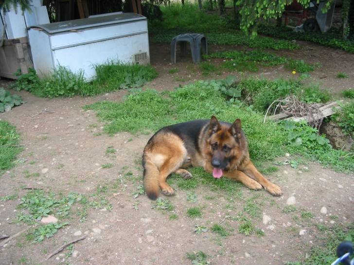 Elmo - Berger Allemand Mâle (4 ans)