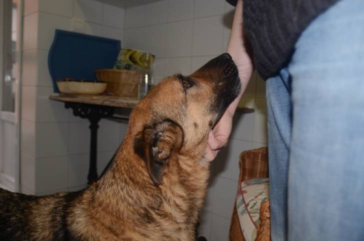 Bruma - Berger Allemand (4 ans)