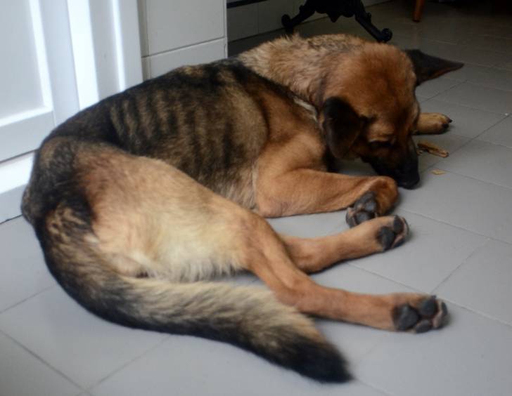 Bruma - Berger Allemand (4 ans)
