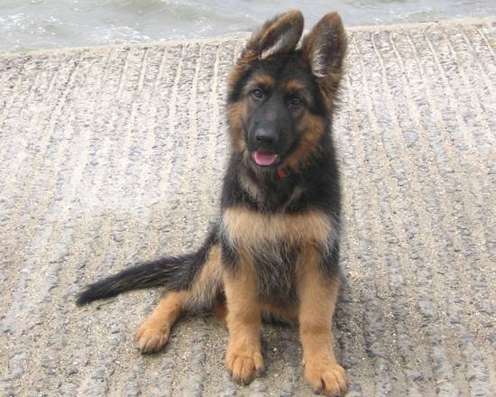 roky - Berger Allemand Mâle (8 ans)