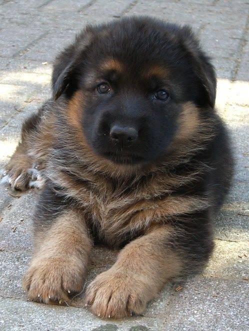 wolf - Berger Allemand Mâle (6 mois)