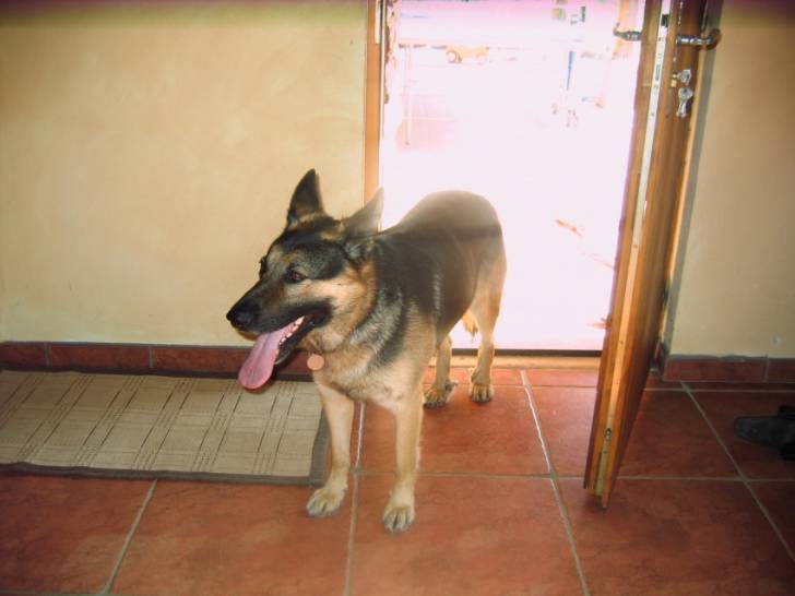 Rex - Berger Allemand Mâle (4 ans)