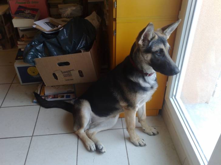 Endra attends pour sortir dans le jardin - Berger Allemand (8 mois)