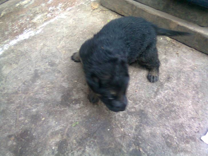 martina - Berger Allemand (3 mois)