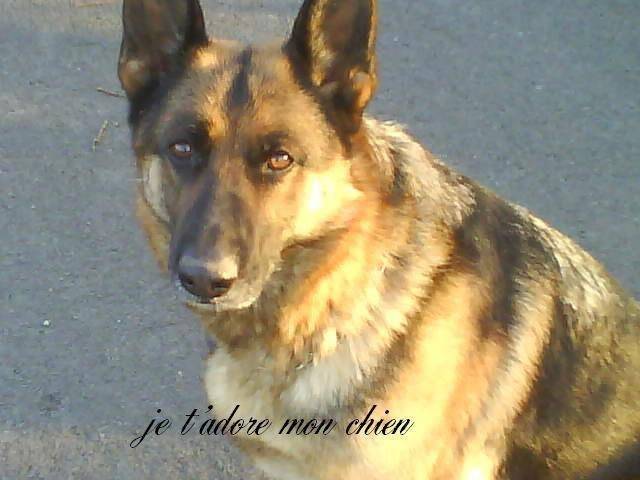 taya - Berger Allemand (7 mois)