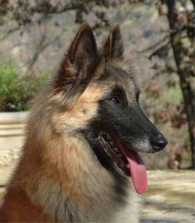 sibelle - Berger Allemand (6 ans)