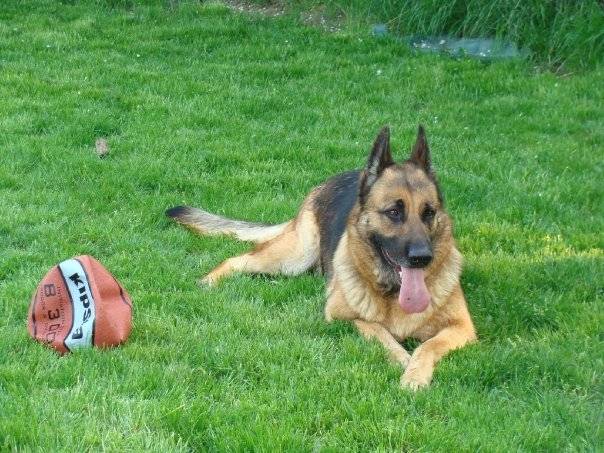 xena - Berger Allemand (5 ans)