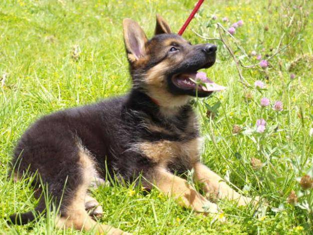 Polo - Berger Allemand Mâle (3 mois)