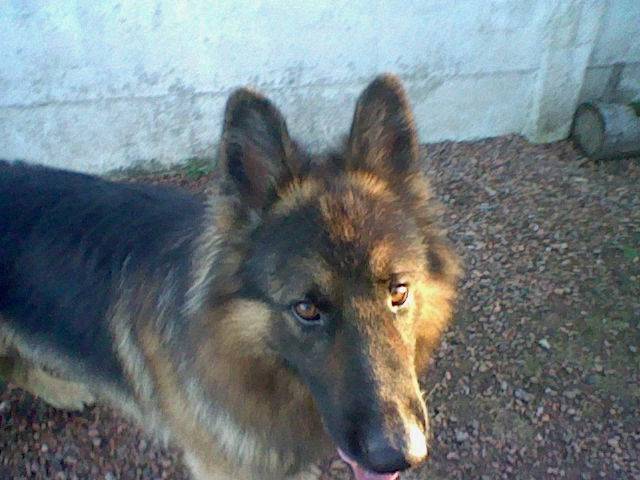 joe - Berger Allemand Mâle (2 ans)