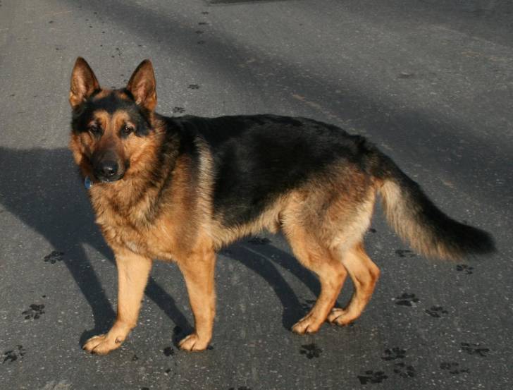 Trouble - Berger Allemand Mâle (3 ans)