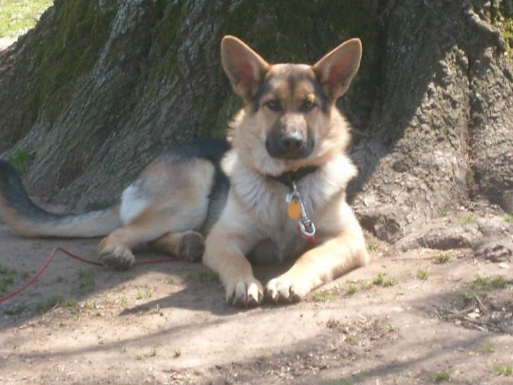 Lulu - Berger Allemand (1 an)