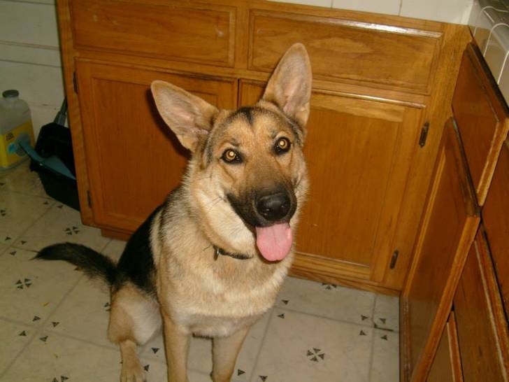 Lulu - Berger Allemand (1 an)