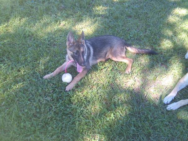 Angel - Berger Allemand (5 mois)