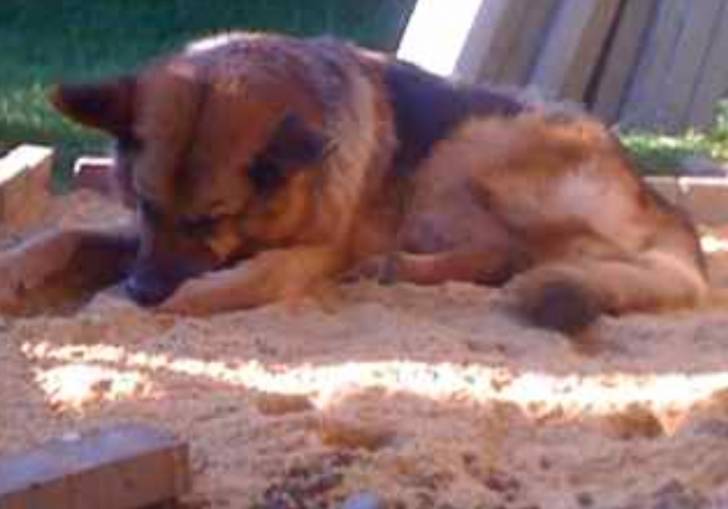 Wolfie / Wolfe - Berger Allemand Mâle (5 ans)